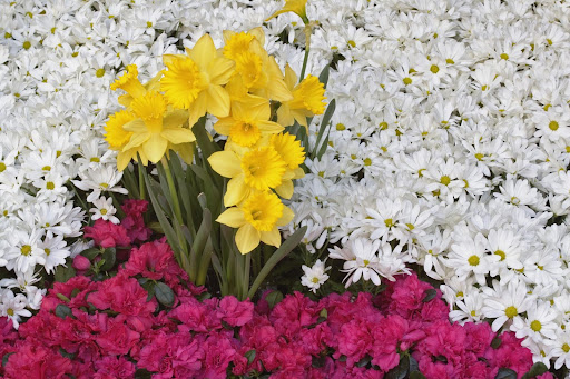 Valentine Flowers - Daisy Flowers 4