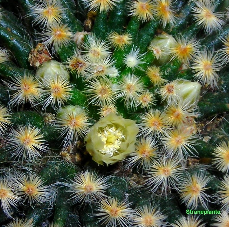 [Mammillariaschiedeanafiore2008febbst[5][1].jpg]