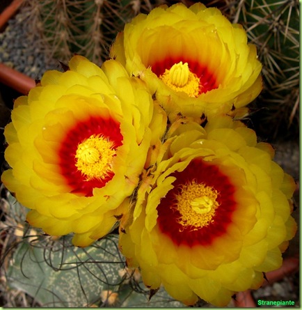 fiore-cactus-giallo-rosso