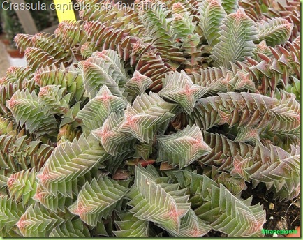 Crassula capitella ssp. thyrsiflora