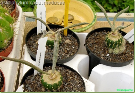 astrophytum caput medusae digitostigma