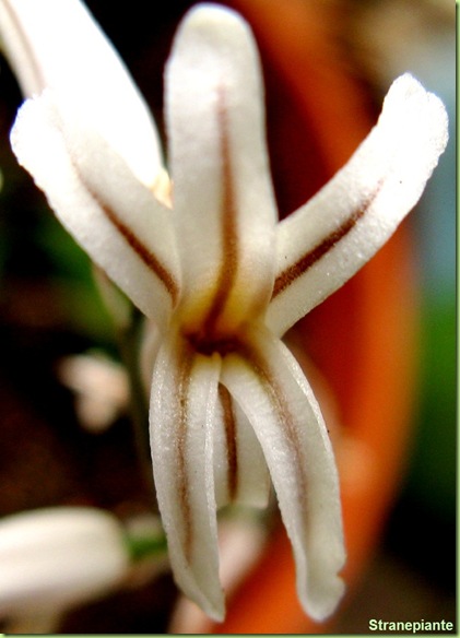 Haworthia-cymbiformis-fiore