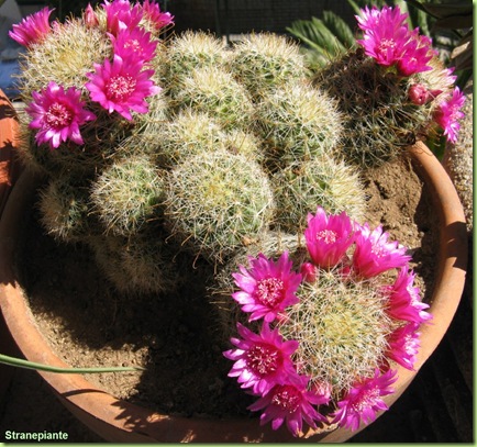 Mammillaria%20zeilmanniana%20fioritura%202_thumb%5B1%5D.jpg