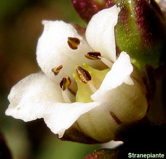 [fiore Crassula capitella ssp thyriflora o thyrsiflora[3].jpg]
