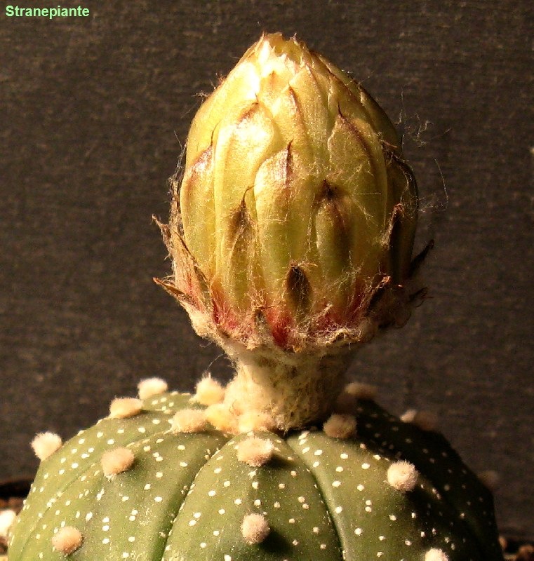 [Astrophytum asterias bocciolo[3].jpg]