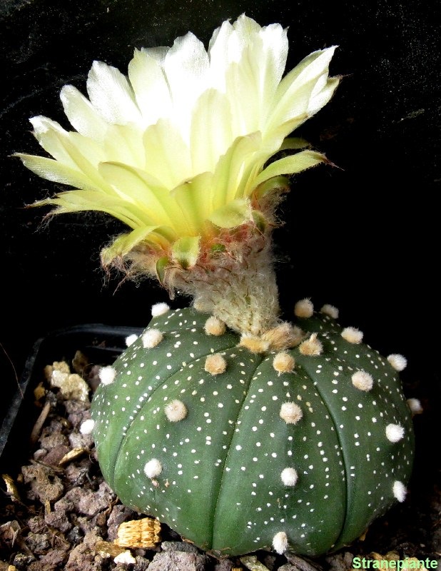 [Astrophytum asterias lato[5].jpg]