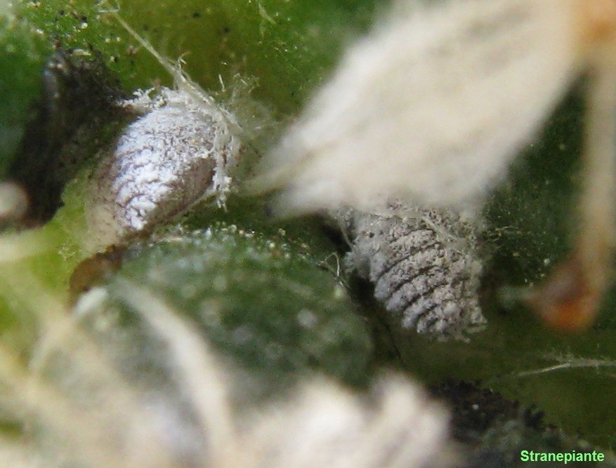 [cocciniglia mammillaria[3].jpg]