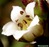 Crassula capitella ssp thyriflora o thyrsiflora fiore