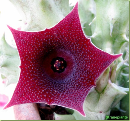 Huernia keniensis