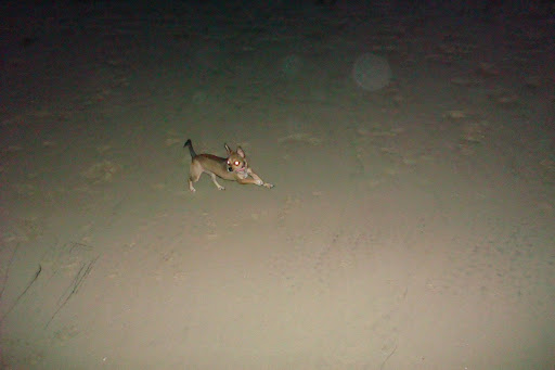 Olivia running in the dark