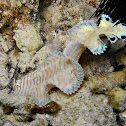Black-tip Sole