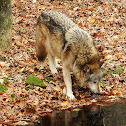 Grey Wolf