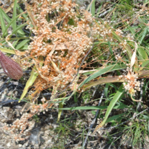 Spotting Image 1