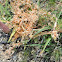 Dodder