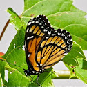 Viceroy