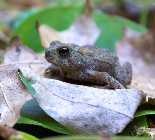 American Toad (Juvenile) Project Noah
