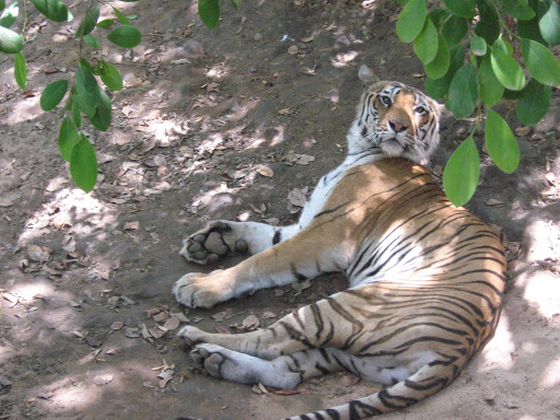 Tiger at BNP