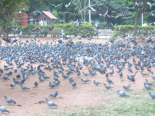 Pigeons at Bangalore High Court