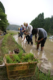 雨がポツポツ田植え日和♪
さー1列に並んで田植え開始！