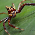 jumping spider