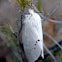 Pinara cana (no common name)