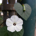 obscure morning glory