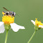 Leaf Cutter Bee