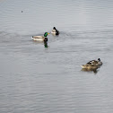 Mallard Ducks
