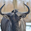 Blue Wildebeest