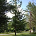 Eastern White Pine