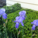 Iris