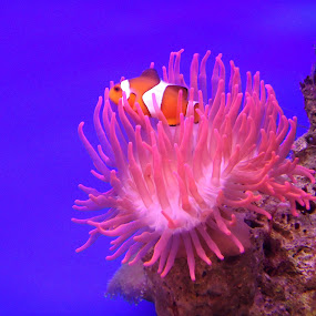 by JenWil   - Animals Fish