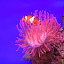 by JenWil   - Animals Fish
