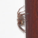 Jumping Spider