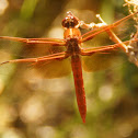 Flame Skimmer