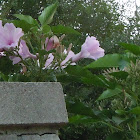 Pink Morning Glory
