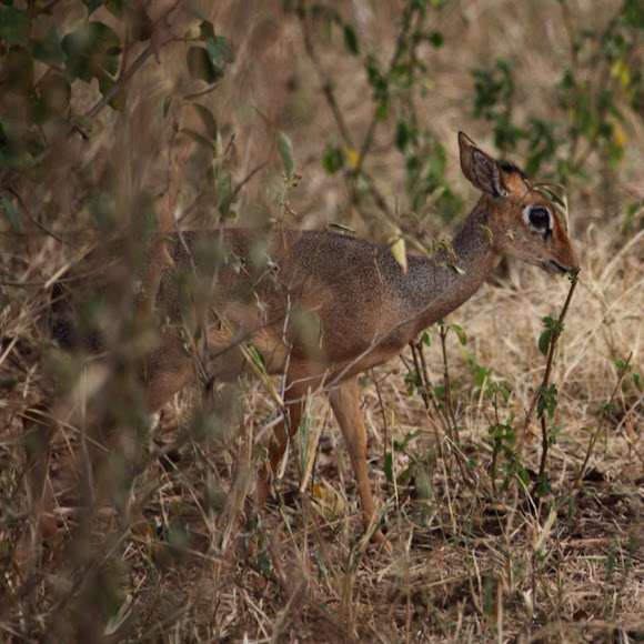 Spotting Image 1