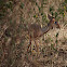 Kirk's Dik-dik