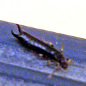 Common Earwig