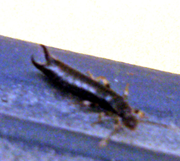 Spotting Image 1