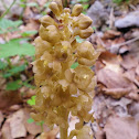 Bird's-nest Orchid