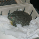 African Bullfrog