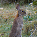 Rabbit