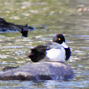 Tufted Duck