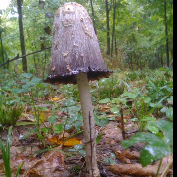 Spotting Image 1