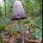 Shaggy Ink Cap