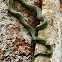 Paradise Tree Snake
