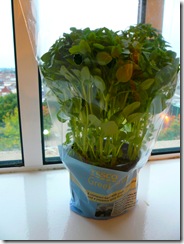 P1080077