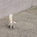 Albino Squirrel