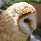 Barn Owl